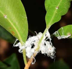 Homotoma ficus