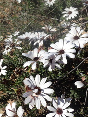 Dimorphotheca cuneata