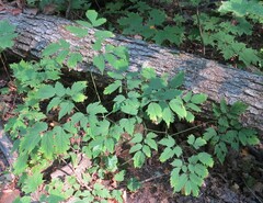 Actaea