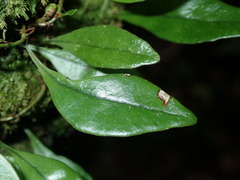 Lemmaphyllum rostratum