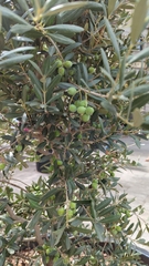 Olea europaea