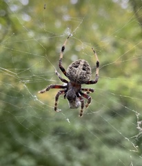 Neoscona arabesca