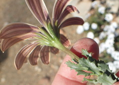 Dimorphotheca cuneata