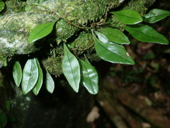 Lemmaphyllum rostratum