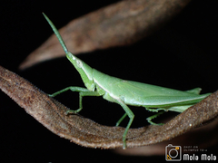 Atractomorpha sinensis