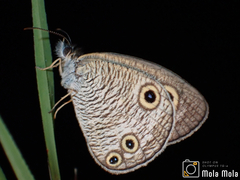 Ypthima multistriata