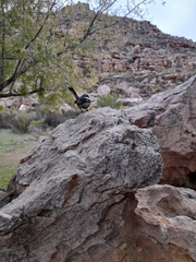 Lanius collaris collaris