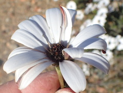 Dimorphotheca cuneata