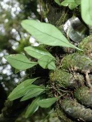 Lemmaphyllum rostratum