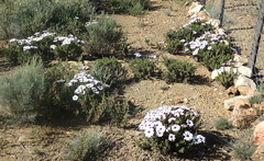 Dimorphotheca cuneata