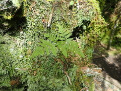 Pteridium aquilinum latiusculum