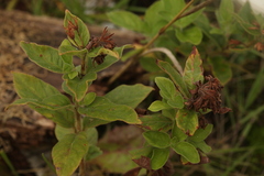 Lysimachia punctata
