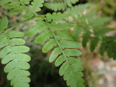 Pteridium aquilinum latiusculum