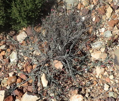 Indigofera complicata