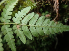 Pteridium aquilinum latiusculum