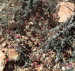 Indigofera complicata