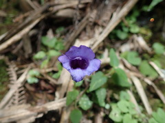 Torenia concolor