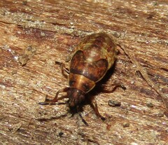 Kleidocerys resedae