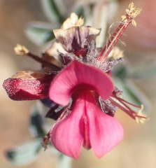 Indigofera complicata