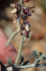 Indigofera complicata