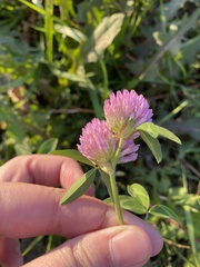 Trifolium pratense