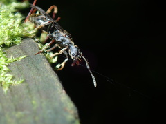 Ectomomyrmex