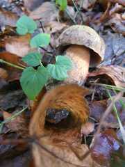 Suillellus luridus