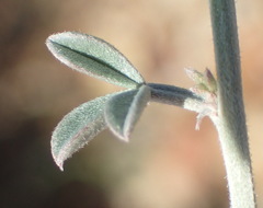 Indigofera complicata