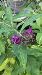 Buddleja davidii