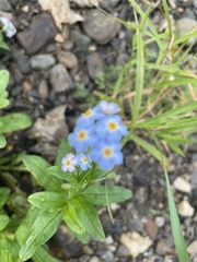 Myosotis sylvatica