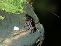 Ectomomyrmex