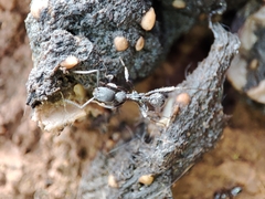 Aphaenogaster senilis