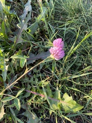 Trifolium pratense