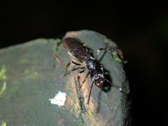 Ectomomyrmex