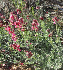 Indigofera complicata