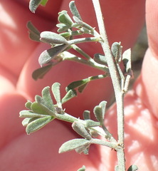 Indigofera complicata
