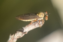 Holcocephala