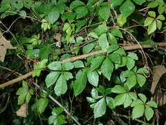 Tetrastigma obtectum