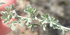 Indigofera complicata