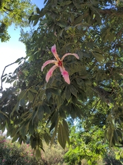 Ceiba speciosa