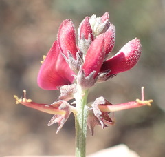 Indigofera complicata