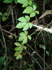 Tetrastigma obtectum