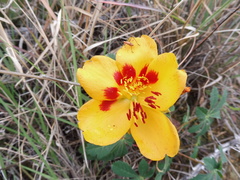Bixaceae