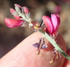 Indigofera complicata