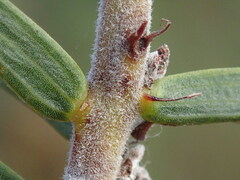 Acacia oxycedrus
