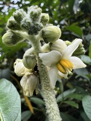 Solanum oblongifolium