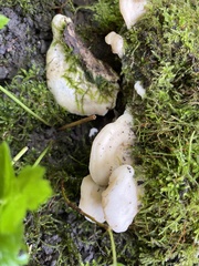 Tyromyces chioneus