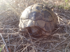 Testudo hermanni