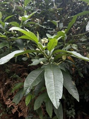 Solanum oblongifolium