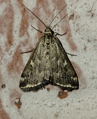Loxostege munroealis